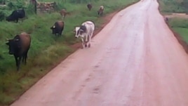 El ganado suelto en las carreteras pueden provocar accidentes Reporta Cuba Foto Misael Aguilar