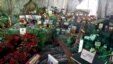 Encarecen los árboles de Navidad en Venezuela