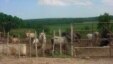 Disminuye entrega de leche a la población