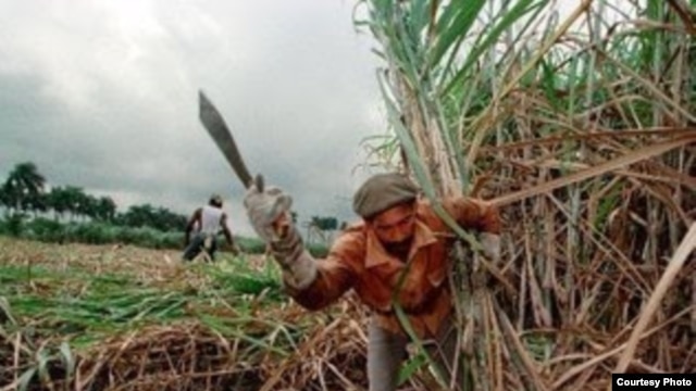 La zafra azucarera en Cuba.