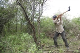 Cortando marabú en Cuba