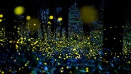  "Vuelan despacio, en torno, las animitas" (José Martí). Fotografía: Tsuneaki Hiramatsu 