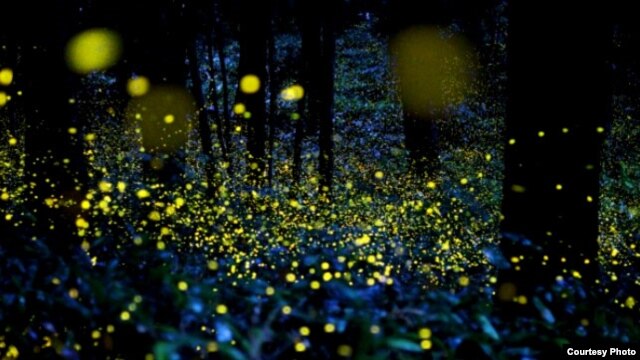  "Vuelan despacio, en torno, las animitas" (José Martí). Fotografía: Tsuneaki Hiramatsu 