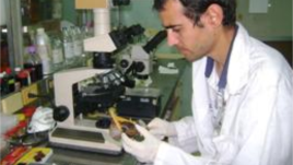Científicos del IPK examinan muestras del caracol africano. Foto IPK.