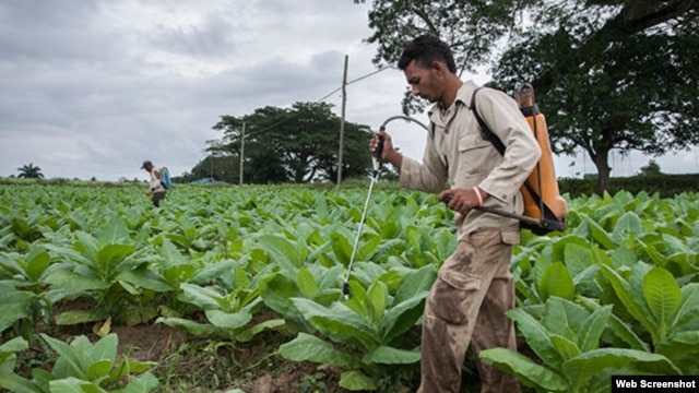Cosechero de tabaco riega plaguicida en su plantación en Pinar del Río.