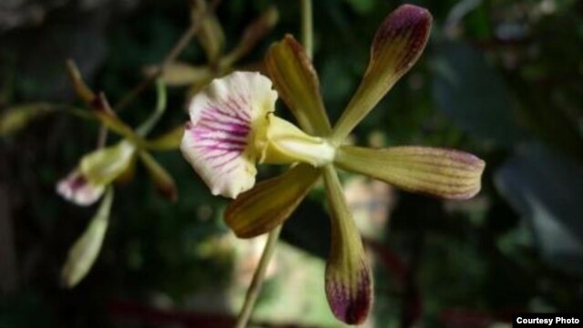 Orquidea cubana