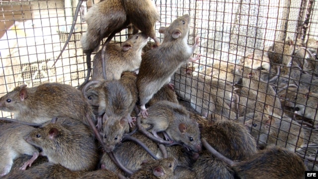  Estas ratas, alojadas en jaulas en Dong Thap (Vietnam), esperan a ser preparadas para ser vendidas a los clientes. 