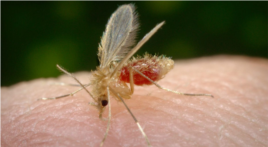 La "mosca de la arena" (Phlebotomus).