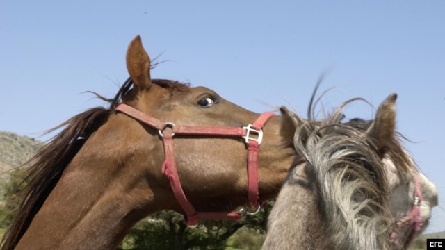 El escándalo por la carne de caballo en Europa tiende a crecer y a generar tensiones internacionales.