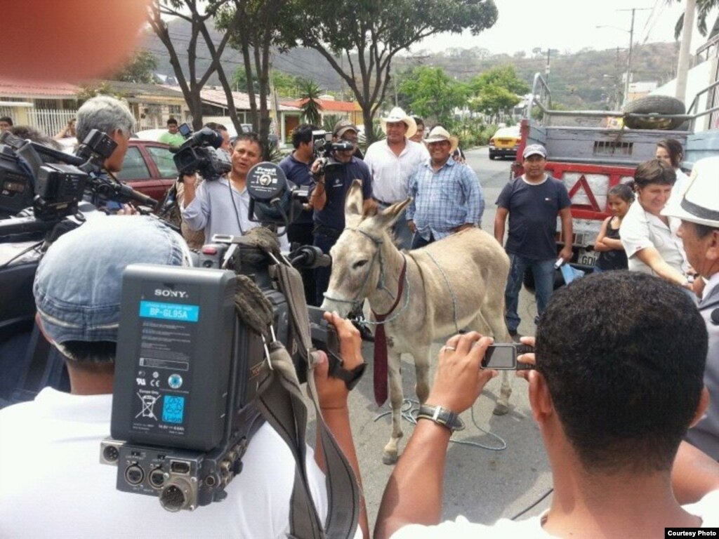 Burro Real candidato electoral 