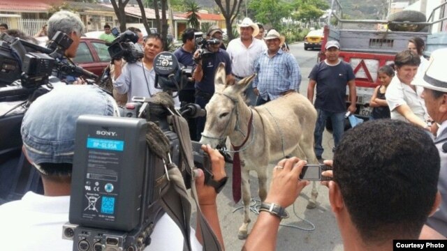 Burro Real candidato electoral 