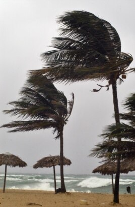 Unas palmeras son batidas fuertemente en el municipio costero Guanabo al este de La Habana.