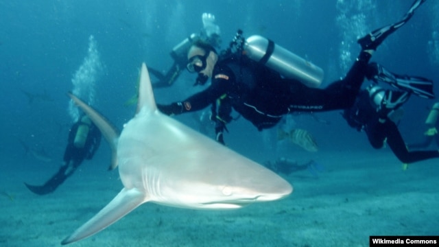 Un buceador bajo el agua junto a un tiburón de arrecife.