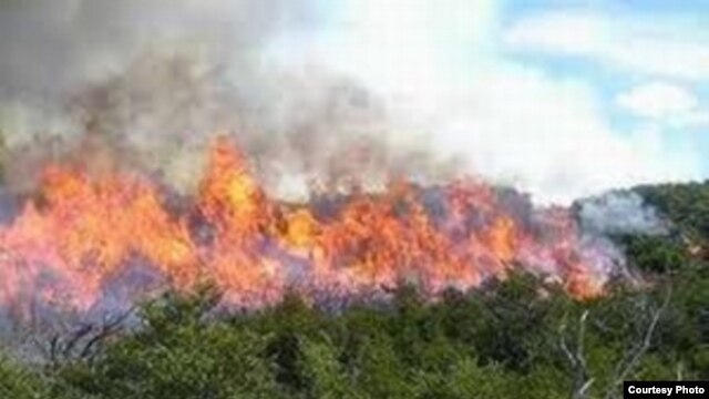 Incendio en el bosque de la Meseta de San Felipe
