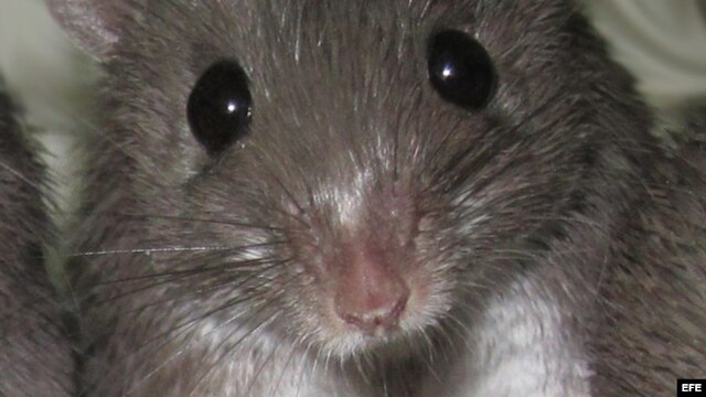 Ratón empleado en el experimento por un grupo de investigadores de Shanghai.