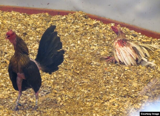Peleas de gallos, maltrato animal denunciado por Inalkis Rodríguez. Foto: Cortesía de la entrevistada.