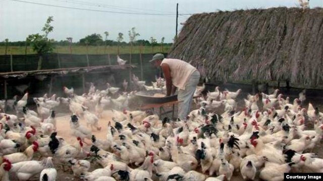 Gallinas en Cuba 