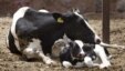 ¿Dónde termina la leche de Camagüey?