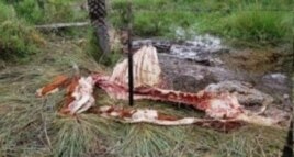 Restos del sacrificio furtivo de una res (Cubanet)