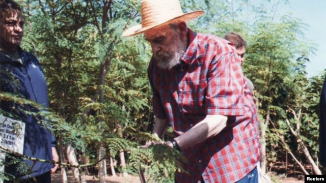 Fidel Castro en labores agrícolas con la moringa. 