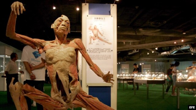 Cuerpo plastificado de un hombre que practica tai-chi que se muestra en la exposición "Las maravillas del cuerpo humano". 