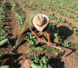 Usufructuario cubano labrando la tierra.
