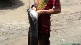 Joven camagüeyano muestra una claria capturada en un arroyo.