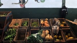 El ñame es una de las viandas vernáculas que prácticamente ha desaparecidode la mesa cubana
