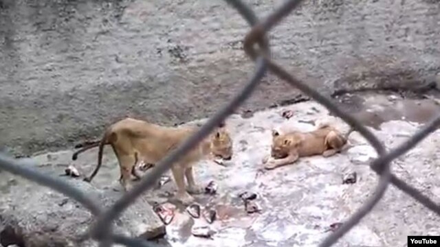 Leones en zoo cubano
