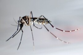 "Aedes aegypti", transmisor del dengue y el chikungunya.