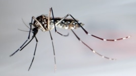 Mosquito trasmisor del dengue, "Aedes Aegypti"