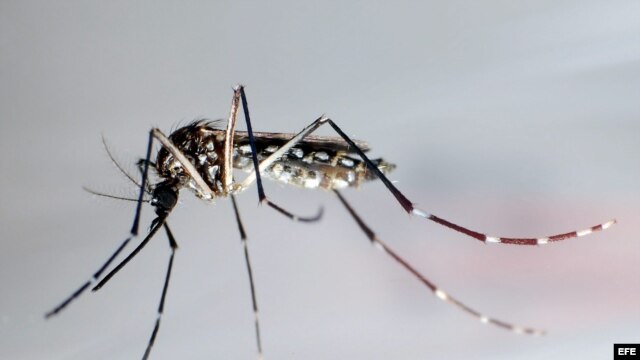 Mosquito trasmisor del dengue, "Aedes Aegypti"