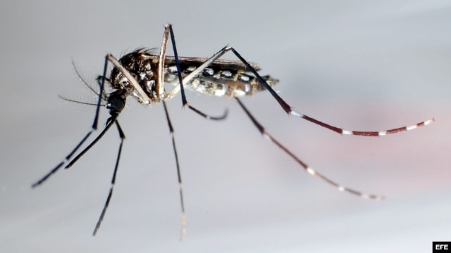 Mosquito trasmisor del dengue, "Aedes Aegypti"