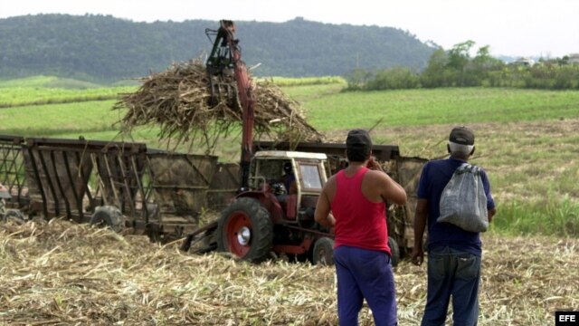 Un cañaveral cubano.