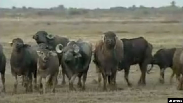 Los búfalos salvajes.