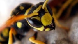 abeja