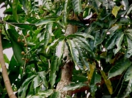 La yamagua