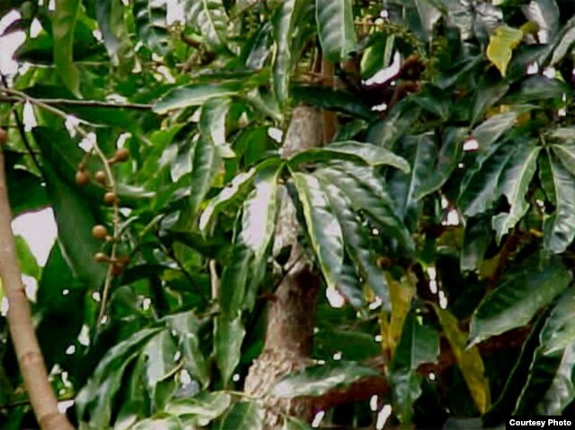 La yamagua