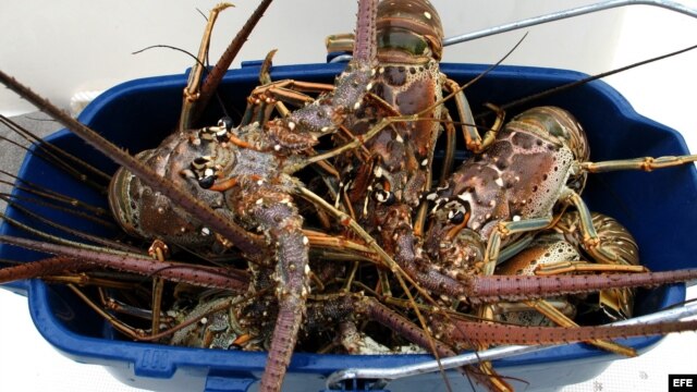 Se ha prohibido consumir o sacar del municipio todo tipo de pescados y mariscos.