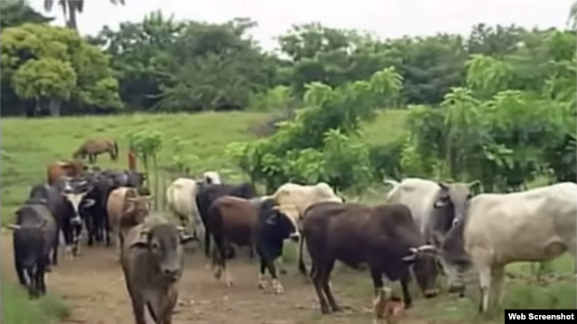 Vacas Reporta Cuba Foto YouTube