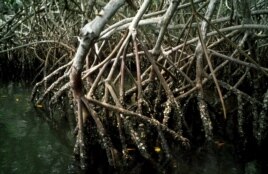 Los manglares impiden la intrusión salina en terrenos agrícolas y fuentes de agua.