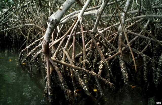 Los manglares impiden la intrusión salina en terrenos agrícolas y fuentes de agua.