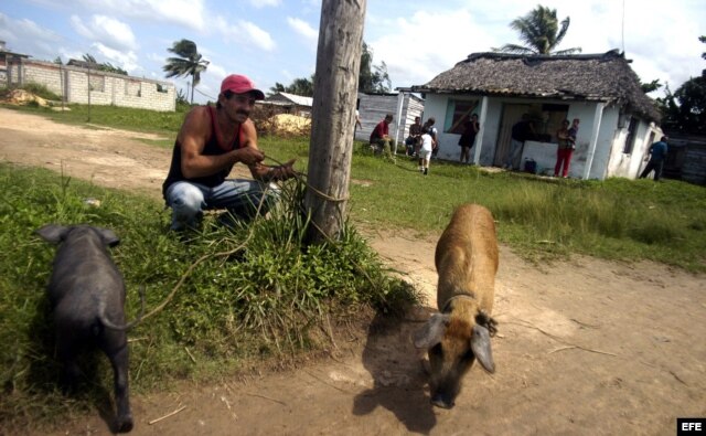 Un hombre amarra sus dos puercos a un poste en La Coloma, Pinar del Río, Cuba.