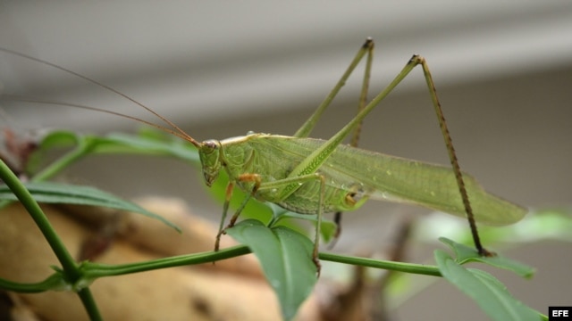 Un saltamontes, también conocido como grillo-arbusto y saltamontes de cuernos largos. 