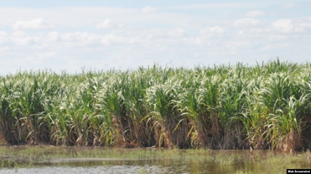 Plantaciones de caña de azúcar inundadas por las lluvias en la provincia Las Tunas