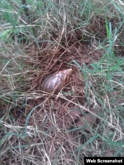 Caracol Africano /Güira de Melena/ Foto Jorge Bello