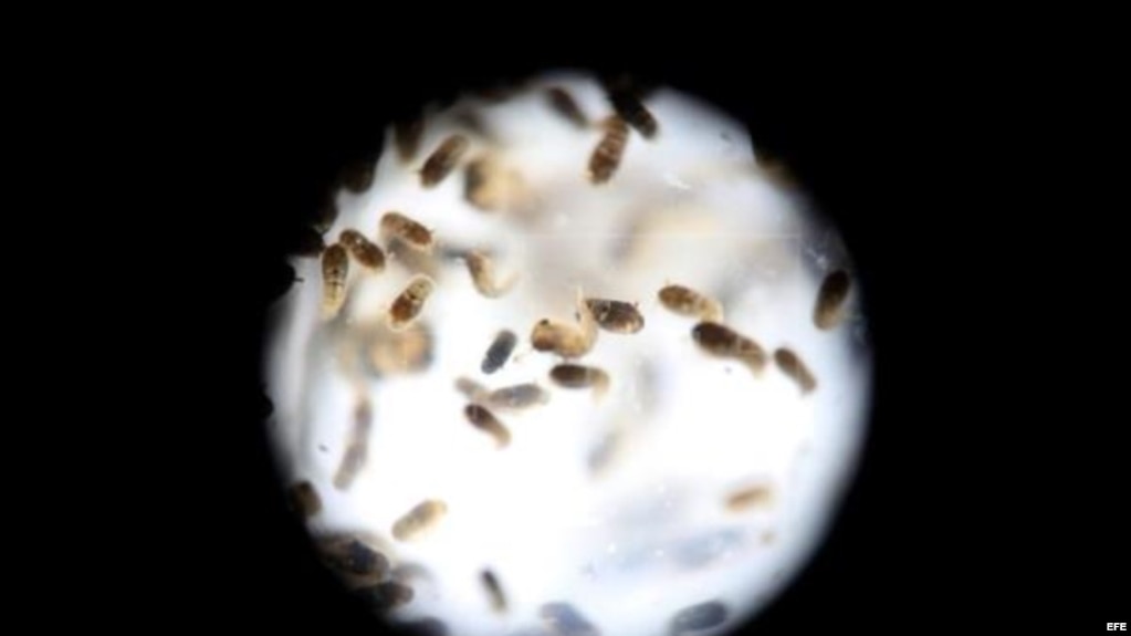 Un grupo de pupas del mosquito de la variedad "Aedes aegytpi", el cual transmite el virus del zika, dengue y chikungunya visto con un lente macro. EFE/Archivo