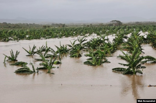 Resultado de imagen para foto de daños a la agricultura de florida por irma