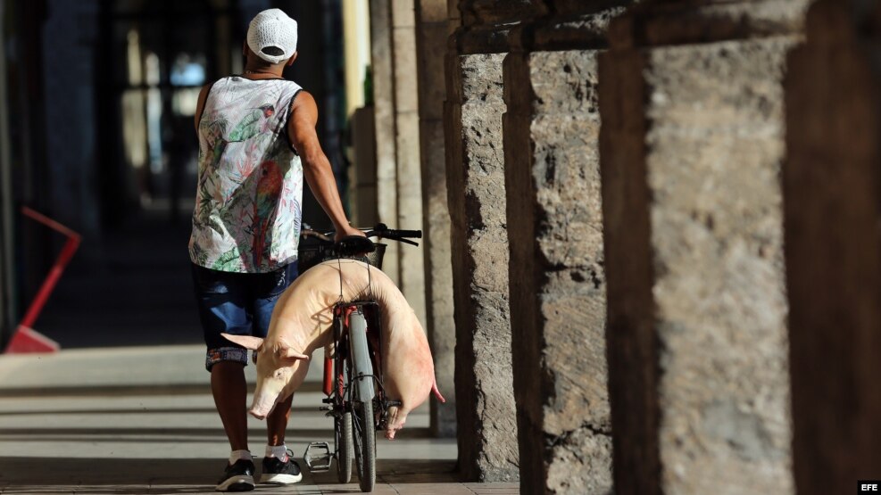 Un hombre camina con un cerdo en una bicicleta el martes 27 de diciembre de 2016, en La Habana (Cuba).